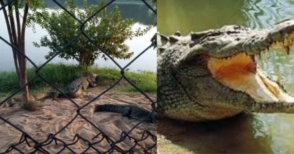 Crocodile park Kotmi sonar